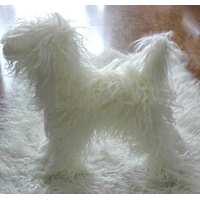 Model Dog